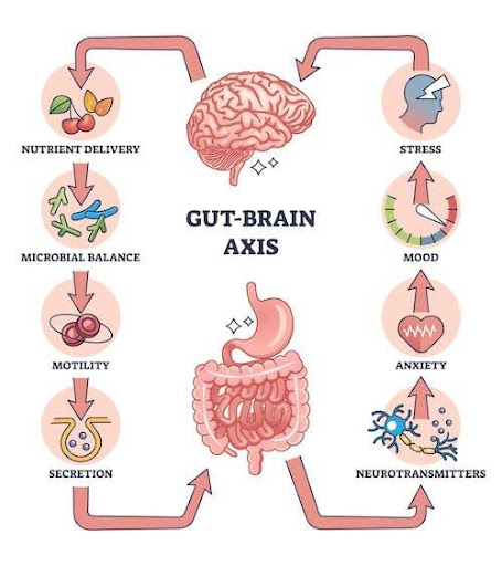 The image shows relationship between Gut and brain in chain reaction. The text in a center of image says "Gut-Brain Axis". There are arrows link the relationship from gut (digestive system) to "Neurotransmitters" - "Anxiety" - "Mood" - "Stress", then to the brain figure which continually links to "nutrient delivery" - "Microbial Balance" - "Motility" - "Secretion" then to the digestive system figure and the loop is created here.