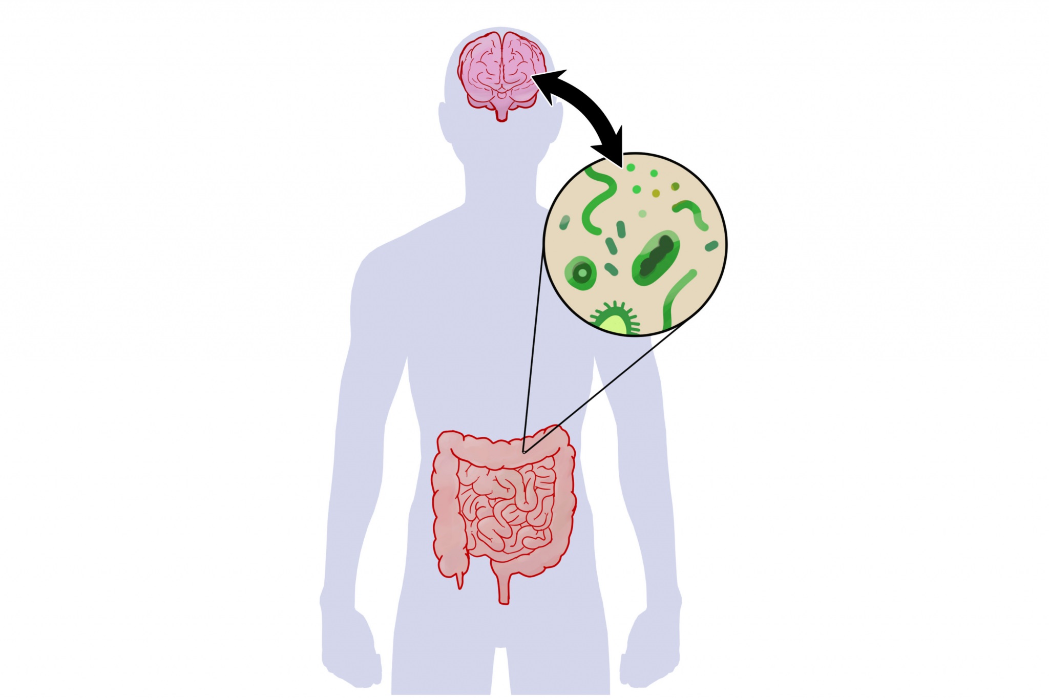 Psychobiotics คือ-ไซโคไบโอติก-Gut-Brain Axis  คือ-HPA Axis คือ