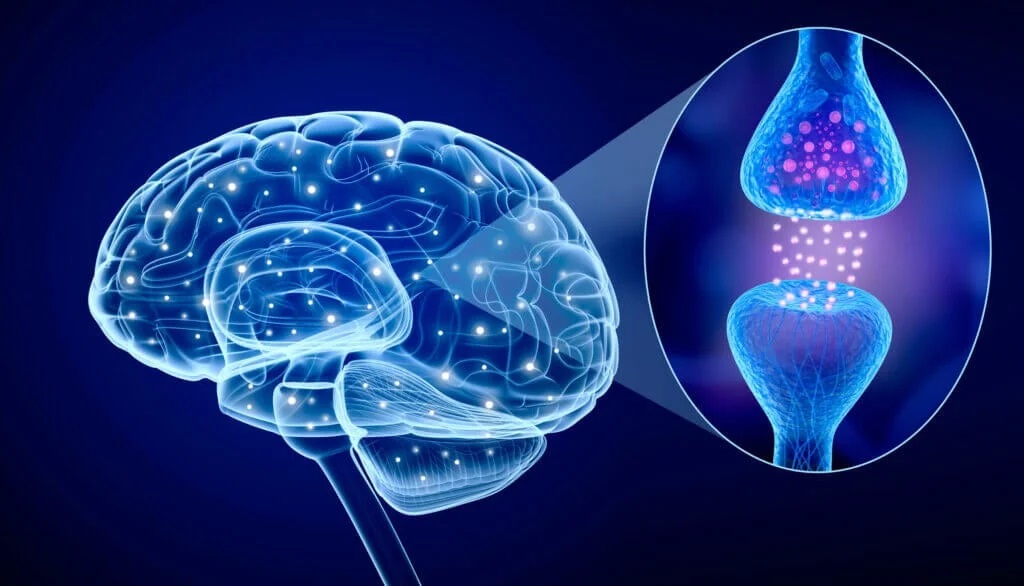 neurotransmitters คือ-สารสื่อประสาท คือ