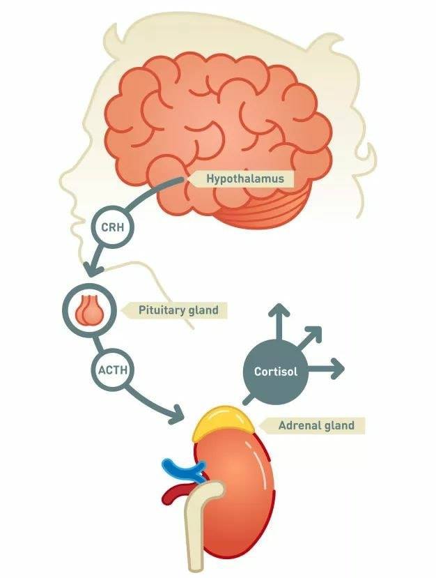 คอร์ติซอล-Cortisol-ฮอร์โมนความเครียด